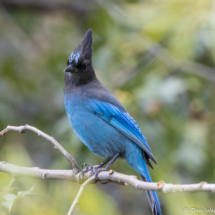 Steller's Jay-02