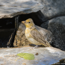 Summer Tanager-Female-12