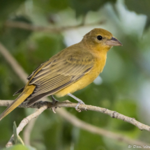 Summer Tanager-Female-14