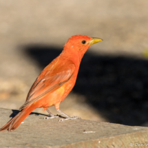 Summer Tanager-Male-01