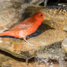Summer Tanager-Male-14