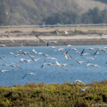 Terns in Flight-01