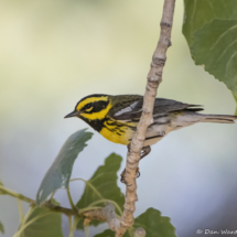 Townsend's Warbler-01