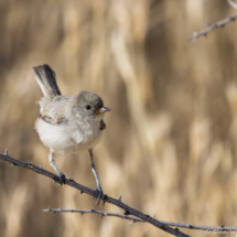 Verdin-Immature-01