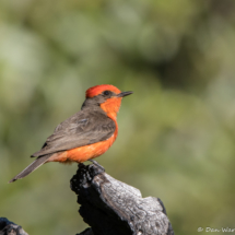 Vermilion Flycatcher-Male-09