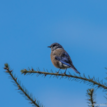 Western Bluebird-01