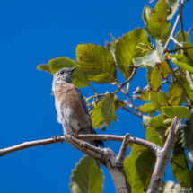 Western Bluebird-02