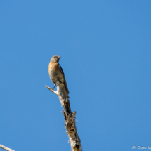 Western Bluebird-Immature-03
