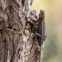 Western Fence Lizard-02