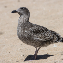 Western Gull-01