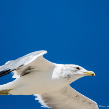 Western Gull in Flight-01 (2)