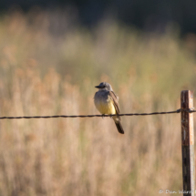 Western Kingbird-01