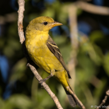 Western Tanager-Female-04