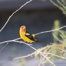 Western Tanager-Male-04