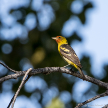 Western Tanager-Male-08