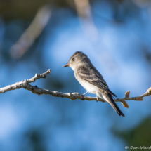 Western Wood-pewee-01