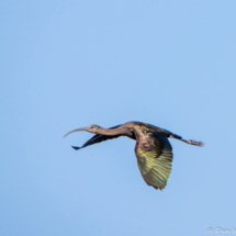 White-faced Ibis-02