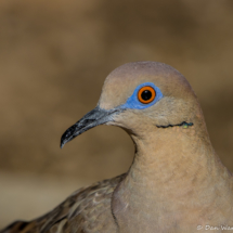 White-winged Dove-02