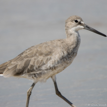 Willet-02
