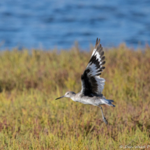 Willet in Flight-01