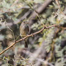 Willow Flycatcher-01