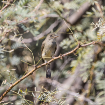 Willow Flycatcher-02