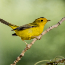 Wilson's Warbler-Male-03