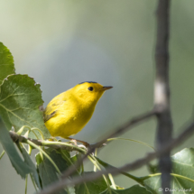 Wilson's Warbler-Male-16