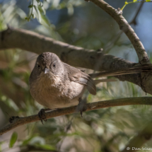 Wrentit-01