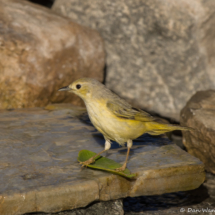 Yellow Warbler-Female-06