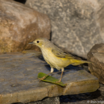 Yellow Warbler-Female-06