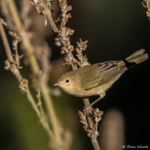 Yellow Warbler-Female-14