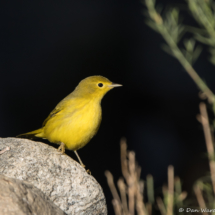 Yellow Warbler-Female-28