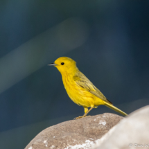 Yellow Warbler-Male-13