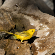 Yellow Warbler-Male-14