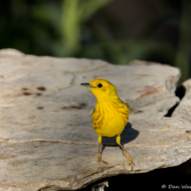 Yellow Warbler-Male-23