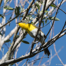 Yellow-breasted Chat-02