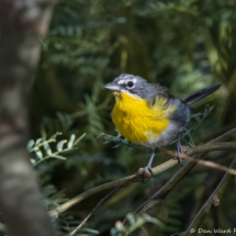 Yellow-breasted Chat-10