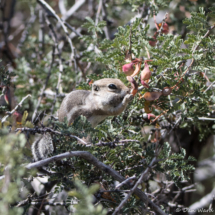 Antelope Squirrrel-01