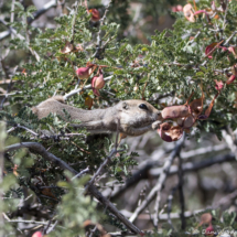 Antelope Squirrrel-02