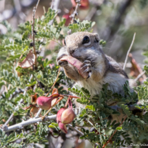 Antelope Squirrrel-03