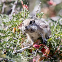 Antelope Squirrrel-04