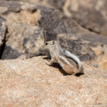 Antelope Squrrel-05