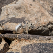 Antelope Squrrel-06