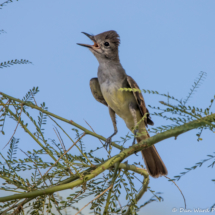 Ash-throated Flycatcher-01