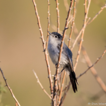 Black-tailed Gnatcatcher-07