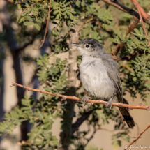 Black-tailed Gnatcatcher-10