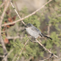 Black-tailed Gnatcatcher-11