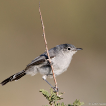 Black-tailed Gnatcatcher-15