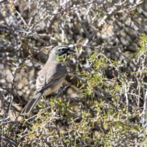 Black-throated Sparrow-01